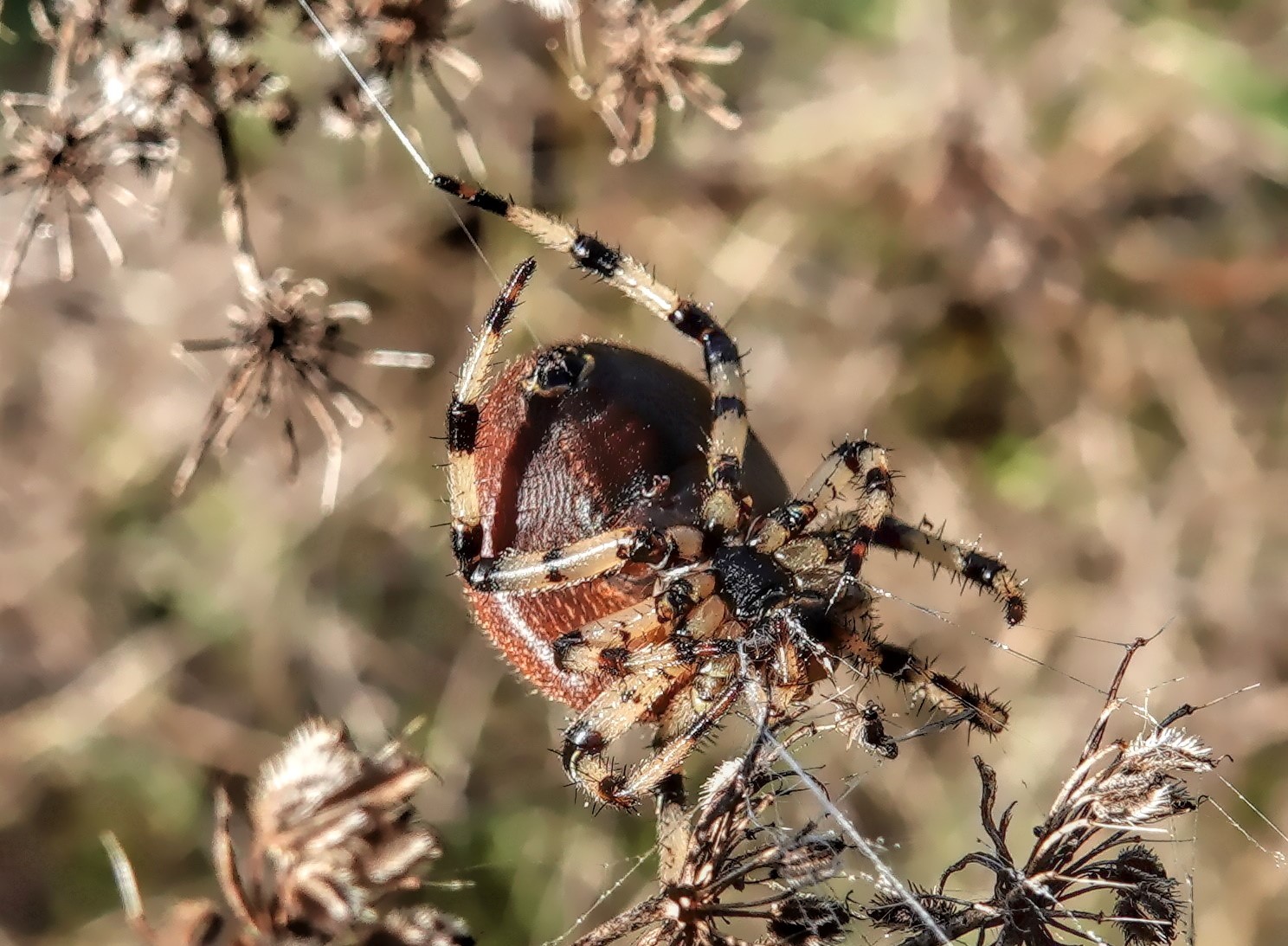 An Introduction to Spiders Nature Nanaimo