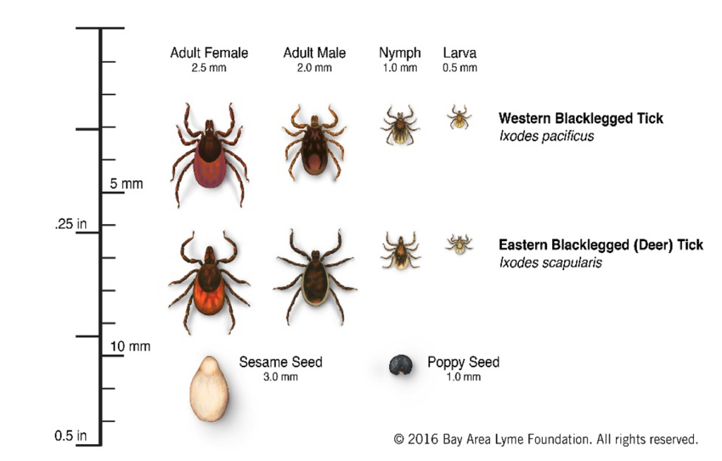 Tick season is upon us Nature Nanaimo