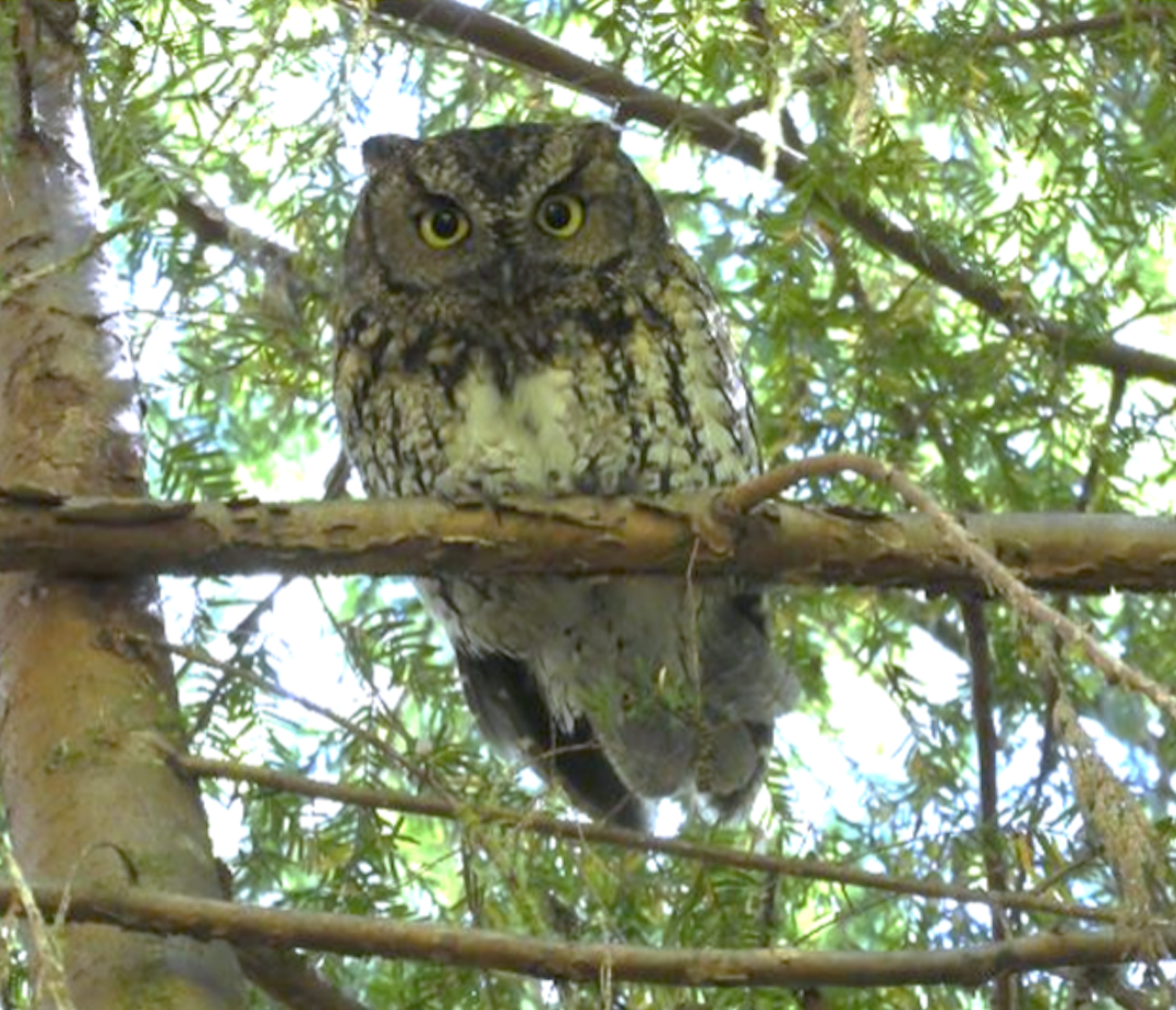 Western Screech-Owl Monitoring and Enhancement Efforts in Coastal B.C. with Tania Tripp – Sept. 16, 2021