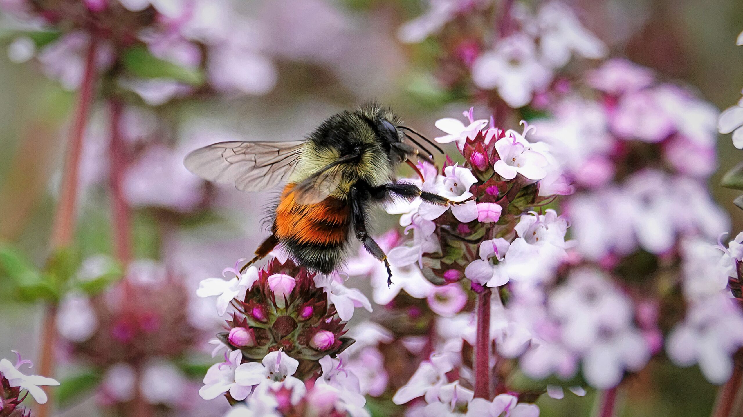 Bumblebee Therapy (or How Bee Watching Kept Me Sane)