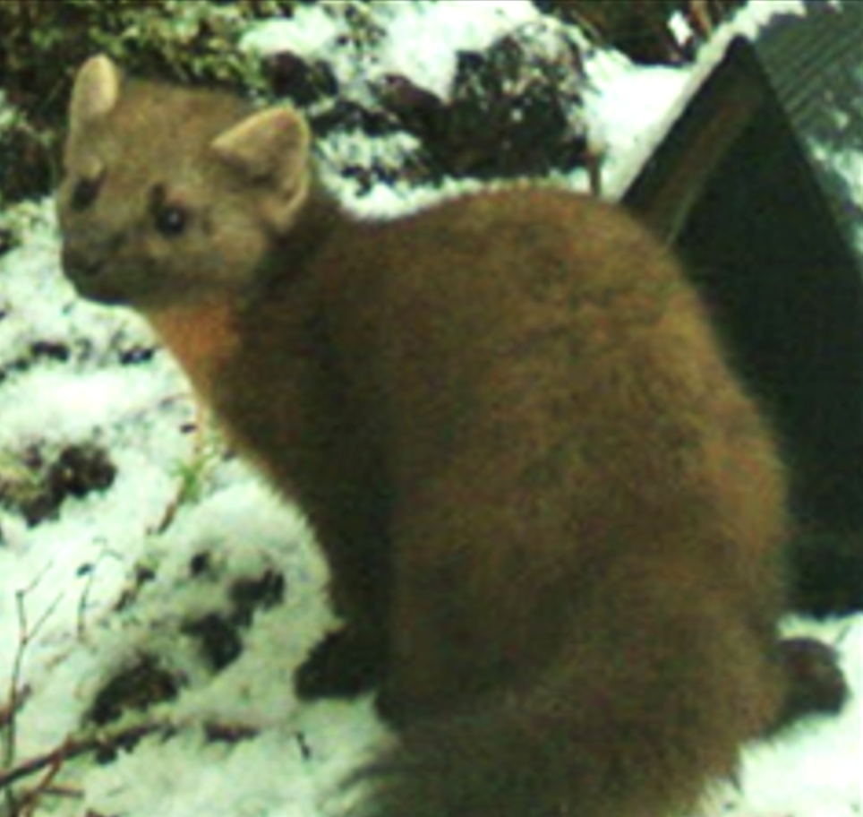 Pacific marten in coastal BC – Why are they so fat in Haida Gwaii and why does it matter? with Melissa Todd – Nov. 14, 2021