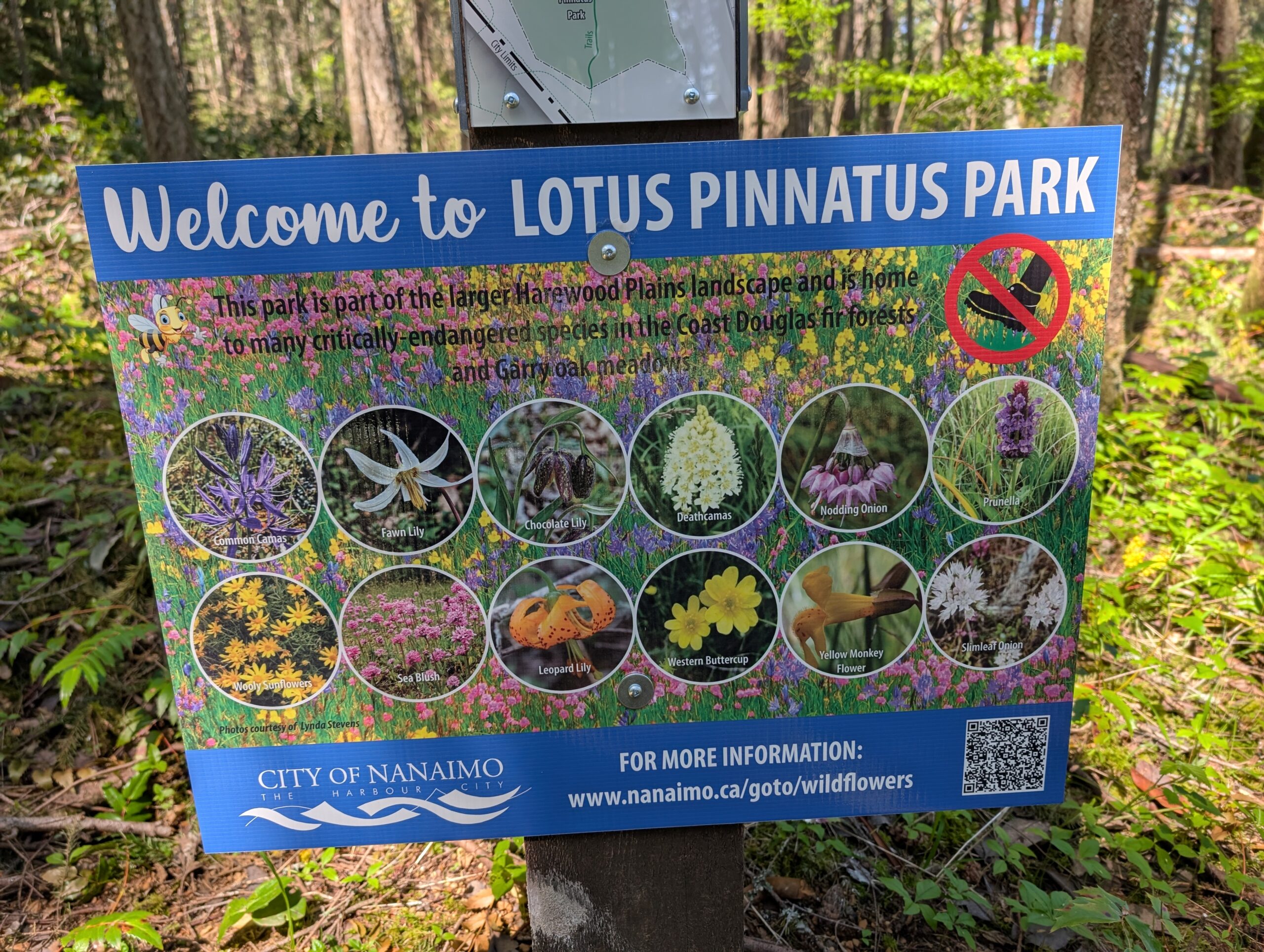 Lotus Pinnatus Park May 1, 2025