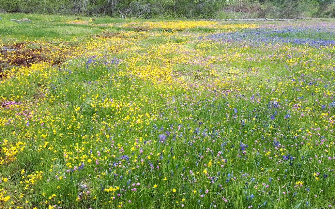 Monthly Column – Help Save Harewood Plains