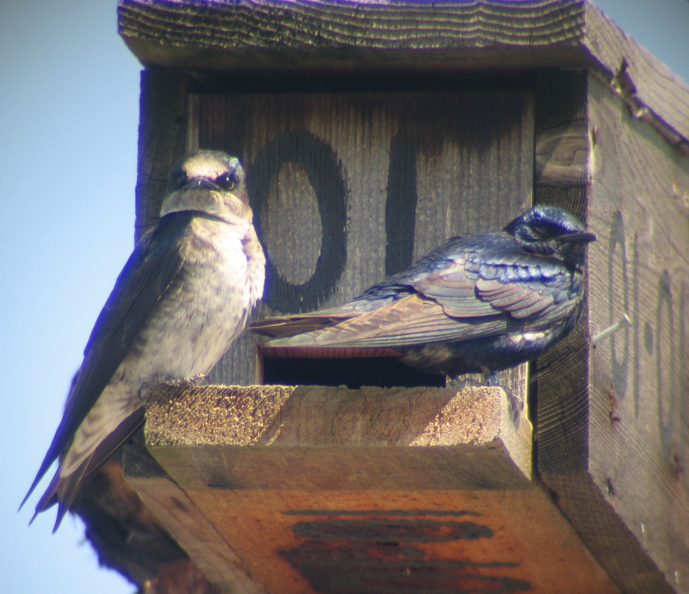 Monthly Column – Nanaimo Naturalists Provide Housing for Western Purple Martins