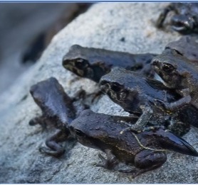September 18, 2025 at 7pm-Why It Is Tough Being a Toad on Vancouver Island