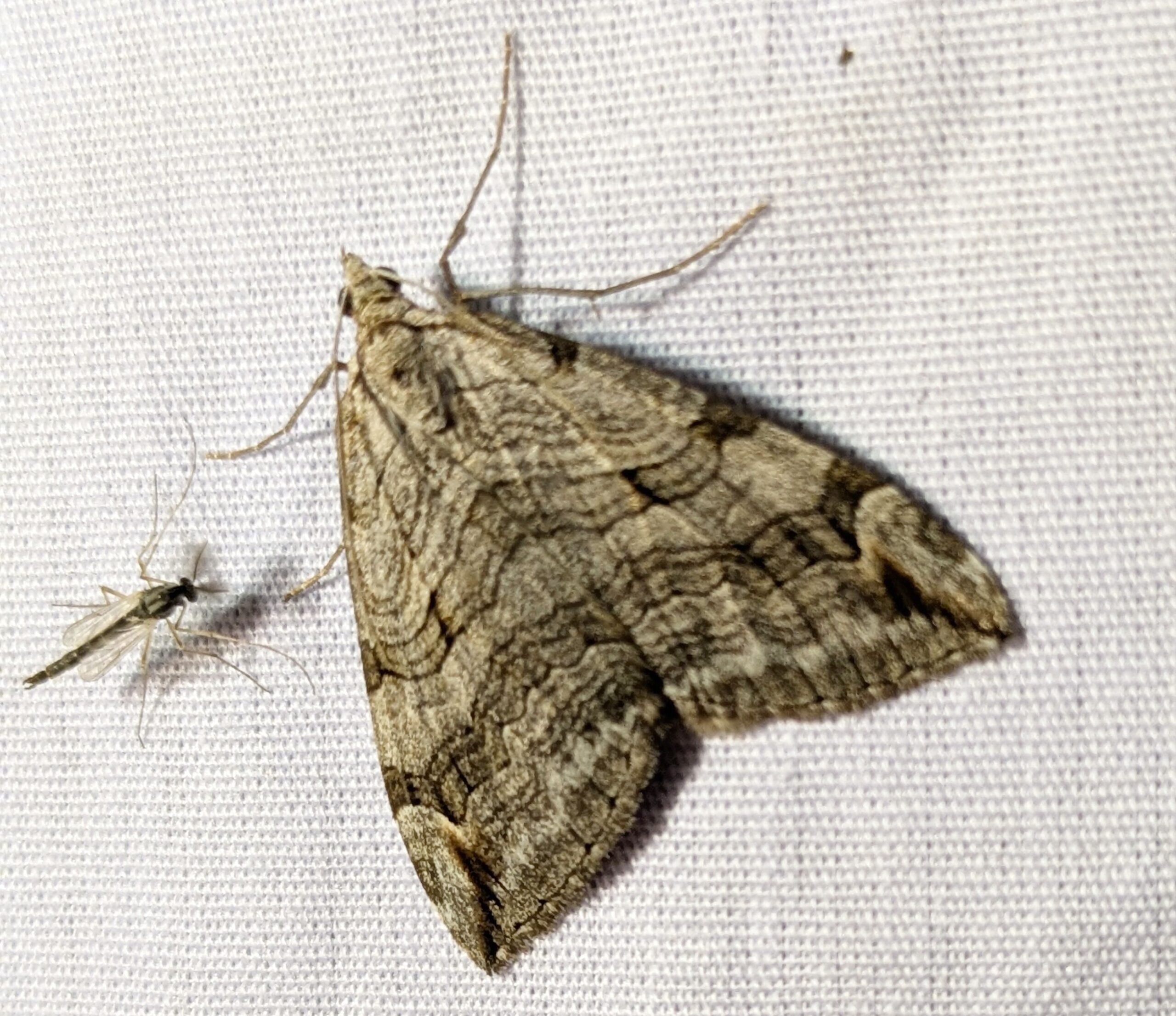 Creatures of the Night – September 9, 2025