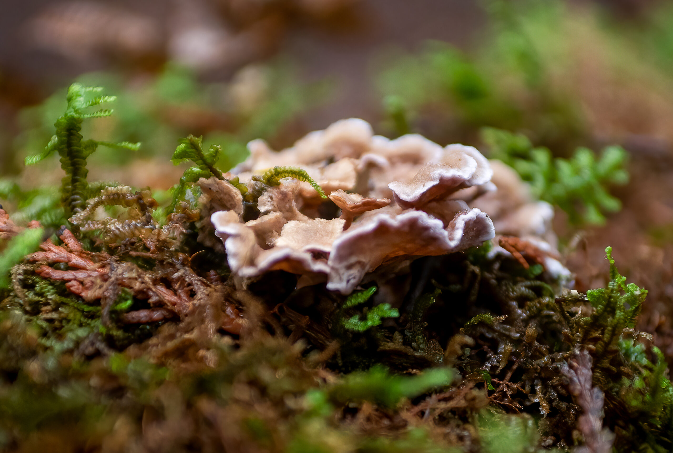 Morrell Nature Sanctuary November 14, 2025