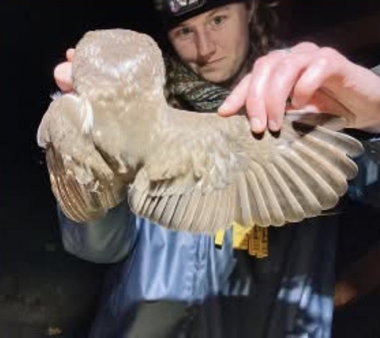 January 15, 2026 at 7pm-Western Screech-owls: What We’ve Learned and the Questions Still Ahead