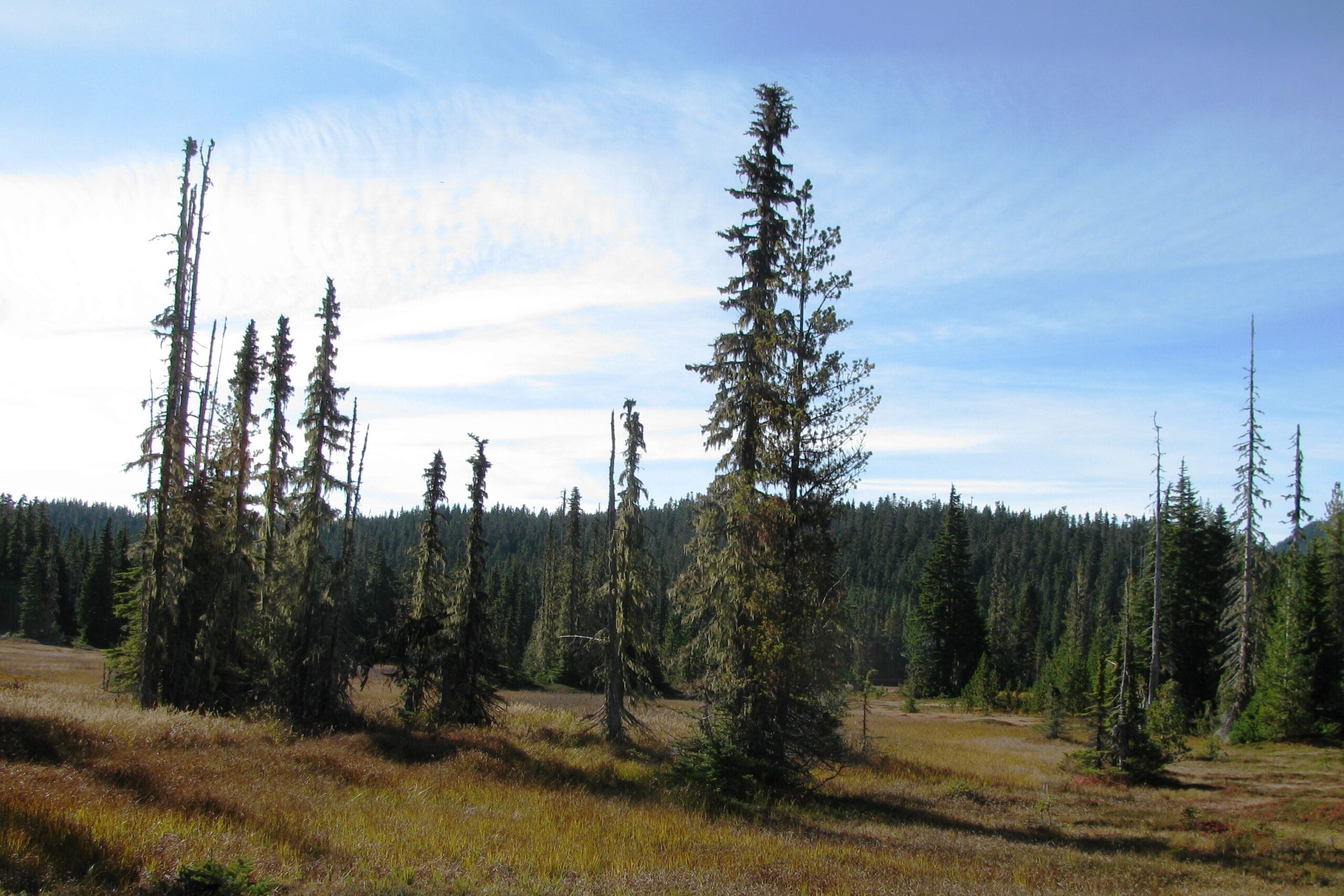 Paradise Meadows  – October 8, 2026